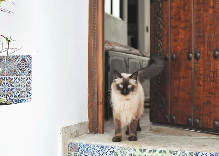 Marockansk riad La Casa De Mama 3*