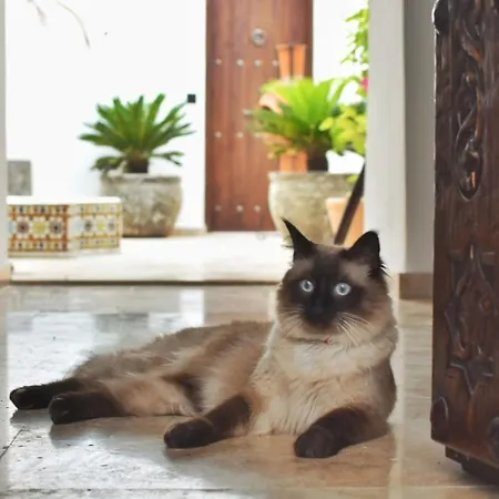 La Casa De Mama Riad *
